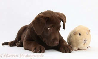 Chocolate Labrador pup and yellow Guinea pig