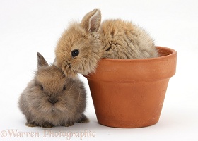 Two baby Lionhead-cross rabbits in a flowerpot