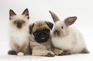 Fawn Pug pup, 8 weeks old, with kitten and rabbit