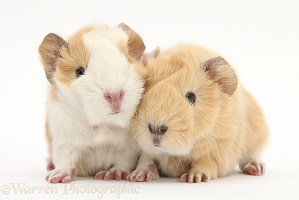 1 day old baby Guinea pigs