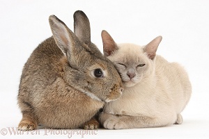 Sleepy young Burmese cat and agouti rabbit