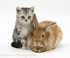 Silver tabby kitten and sandy Lionhead rabbit