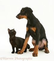 Doberman Pinscher pup meets a black kitten