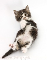 Tabby-and-white kitten lying on its back and looking up