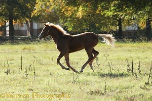 Warmblood foal galloping