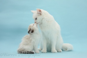 Maine Coon-cross mother cat licking her kitten