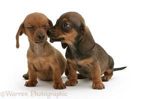 Two Dachshund puppies