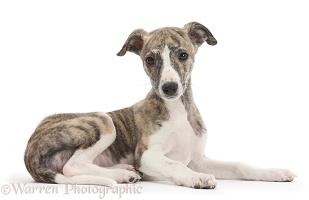 Brindle-and-white Whippet pup