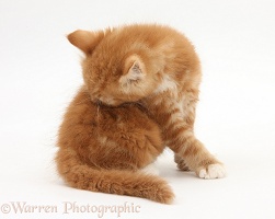 Ginger kitten grooming his back
