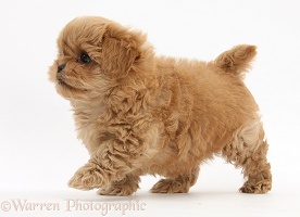 Peekapoo pup, 7 weeks old