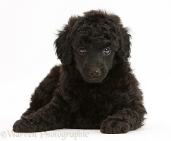 Black Toy Poodle pup, 7 weeks old