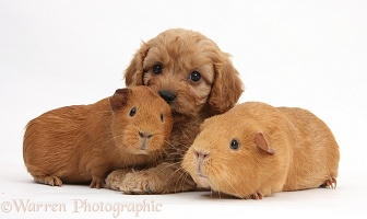 Cavapoo pup, 6 weeks old, and red Guinea pigs