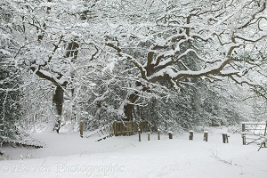 Albury Heath snow scene