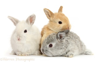 Three cute baby Lop rabbits