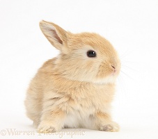 Baby Lop rabbit