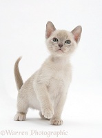 Burmese kitten, 7 weeks old