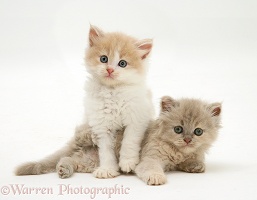 Persian-cross kittens