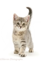 Grey tabby kitten walking