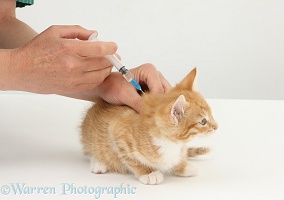 Vet giving a ginger kitten its primary vaccination