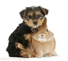 Yorkie pup and rabbit
