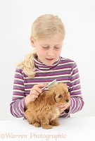 Girl brushing a Cockapoo pup