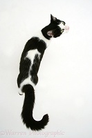 Black-and-white cat walking, viewed from above