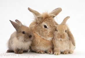 Sandy Lionhead-cross rabbit and babies