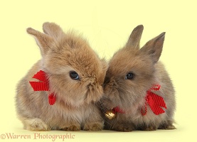 Two baby Lionhead-cross rabbits wearing bells