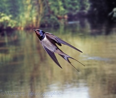 Swallow in flight