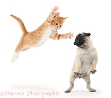 Ginger kitten leaping a Pug pup