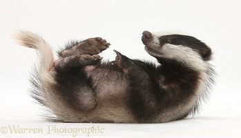 Two playful young Badger