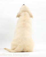 Golden Retriever pup, back view
