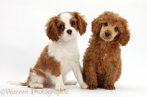 King Charles pup with Poodle pup