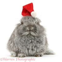 Young Silver Lionhead rabbit wearing a Santa hat