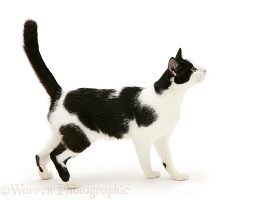 Black-and-white cat standing
