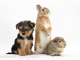 Yorkie-cross pup with rabbit and Guinea pig