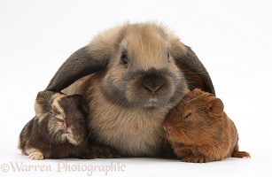 Baby Guinea pigs and rabbit