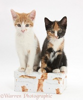 Kittens on a box