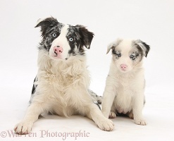 Merle Border Collie and pup, 6 weeks old