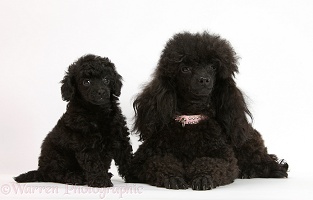 Black Toy Poodle bitch and pup, 7 weeks old