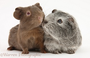 Silver and chocolate baby Guinea pigs