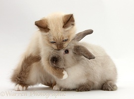 Ragdoll-cross kitten and young colourpoint rabbit