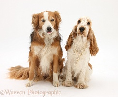 Orange Cocker Spaniel and Sable Border Collie