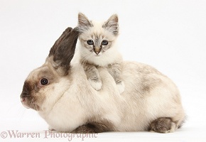 Tabby-point Birman kitten and colourpoint rabbit