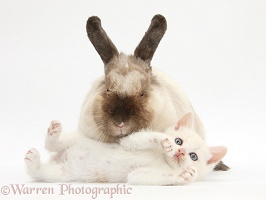 Cream kitten and colourpoint rabbit