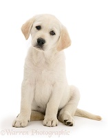 Yellow Goldador Retriever pup, sitting