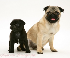 Fawn Pug mother and black pup