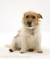Jack Russell Terrier sitting