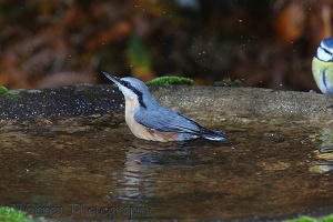 Nuthatch bathing