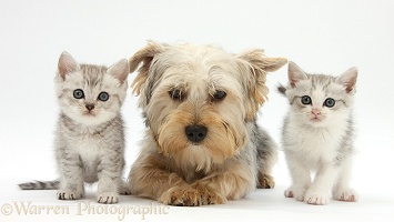 Yorkie and tabby kittens